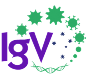 12 - IgV